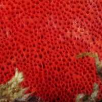 Pores of Pycnoporus cinnabarinus, Norway