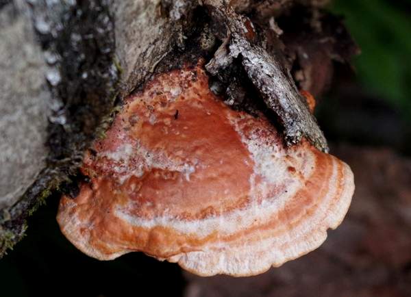 Pycnoporus cinnabarinus, Cinnabar Bracket, Norway