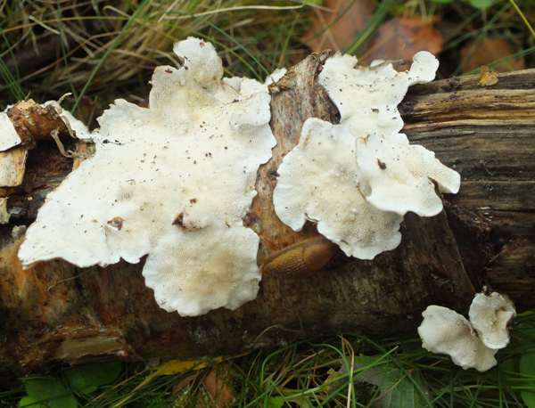 Skeletocutis nivea, Hazel Bracket