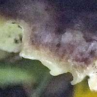Upper surface of Skeletocutis nivea, Hazel Bracket