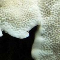 Underside (pores) of Skeletocutis nivea, Hazel Bracket