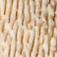 Pores of Trametes gibbosa - Lumpy Bracket