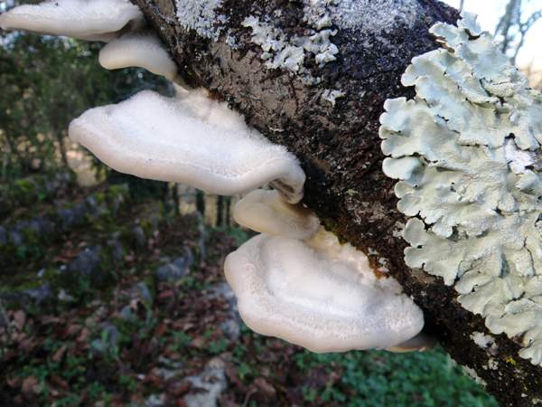 Trametes hirsuta, southern France