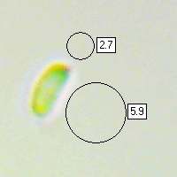 Spores of Trametes ochracea