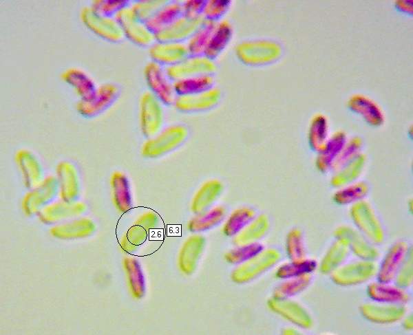 Spores of Trametes ochracea