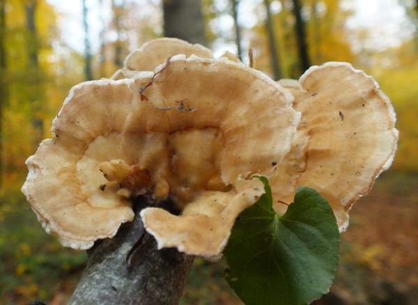 Trametes ochracea, France