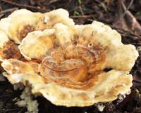 Trametes ochracea, rosette form