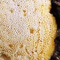 Trametes ochracea pore surface