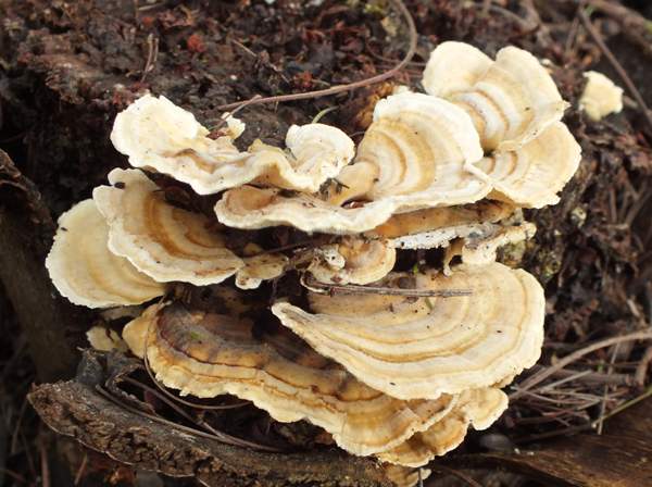 Trametes ochracea, a colourful group