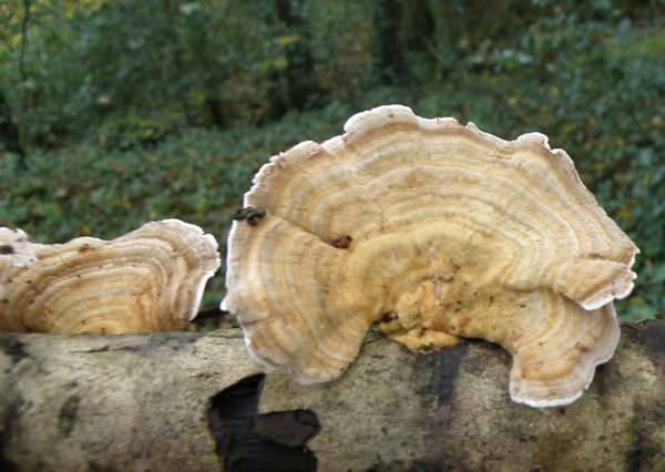 Trametes ochracea, Anglesey, UK