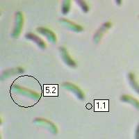 Spores of Trametes pubescens