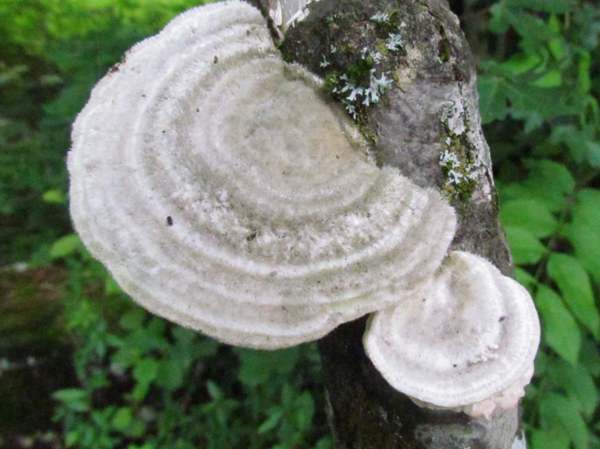 Trametes pubescens