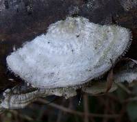 Cap of Trametes pubescens, copyright Jerzy Opioła