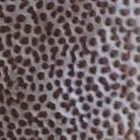 Pores of Trametes pubescens, copyright Jerzy Opioła