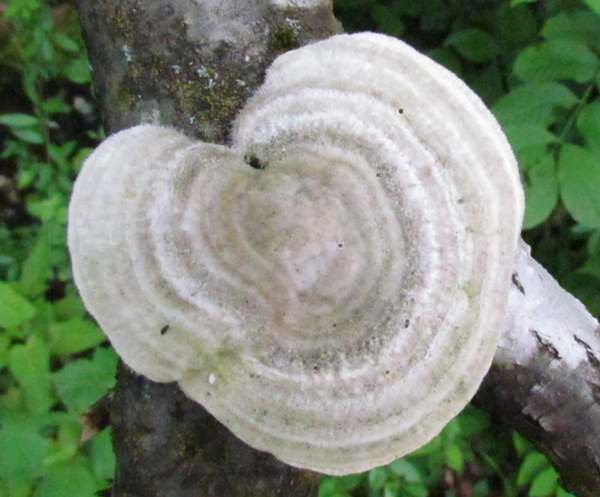 Trametes pubescens, young specimen