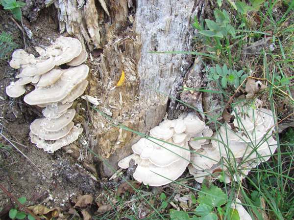 Trametes suaveolens, Pembrokeshire, southern England