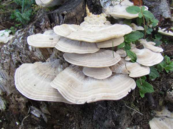 Trametes suaveolens