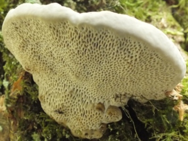 Trametes suaveolens, Hampshire, England