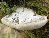 Trametes suaveolens - a single fruitbody