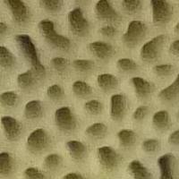 Pores of Trametes suaveolens