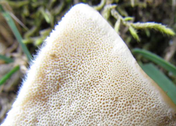 Trametes suaveolens, Pembrokeshire, pore surface of specimen found in Wales UK