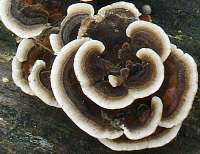Trametes versicolor in rosette form