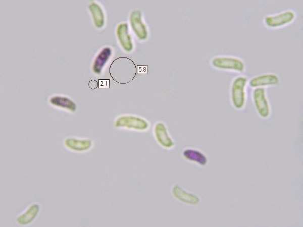 Spores of Trichaptum abietinum