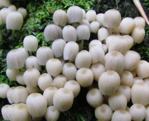 Coprinellus disseminatus - Fairy Inkcaps, young fruitbodies