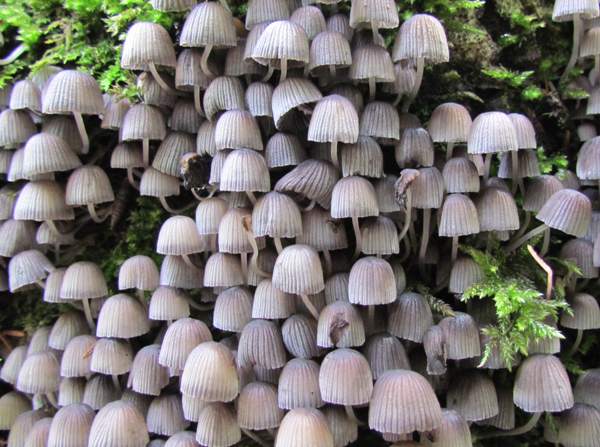 Coprinellus disseminatus - Fairy Inkcaps, older fruitbodies