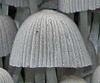 Cap of Coprinellus disseminatus