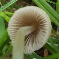 Gills of Coprinellus disseminatus