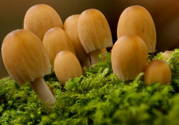 Coprinellus micaceus - Glistening Inkcap