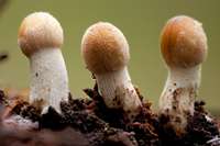 Young caps of Coprinellus micaceus