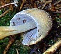 Gills of Coprinellus micaceus