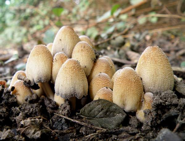 Coprinellus micaceus - Glistening Inkcap on a disturbed roadside verge