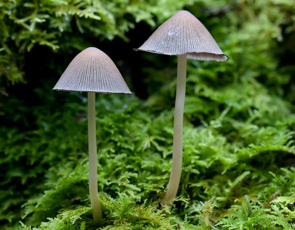 Coprinellus micaceus, mature specimens