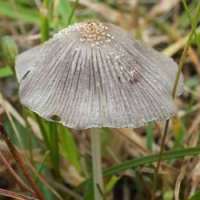 Cap of Coprinellus xanthothrix
