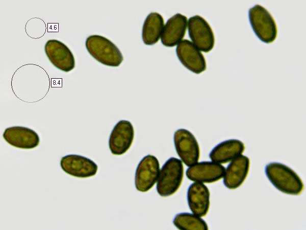 Spores of Coprinopsis atramentaria