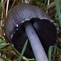 Gills of the Common Inkcap