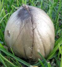Cap of the Common Inkcaps