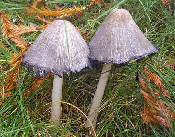 Deliquescing Common Inkcaps