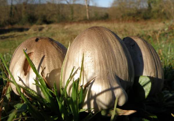 A group of Common Inkcaps, France