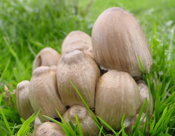 Coprinopsis atromentaria - Common Inkcap, Portugal