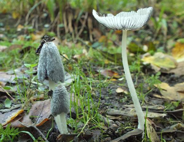 Coprinopsis lagopus - Hare'sfoot Inkcap, Huntingdonshire, England