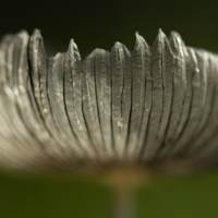 Closeup of mature gills, Coprinopsis lagopus