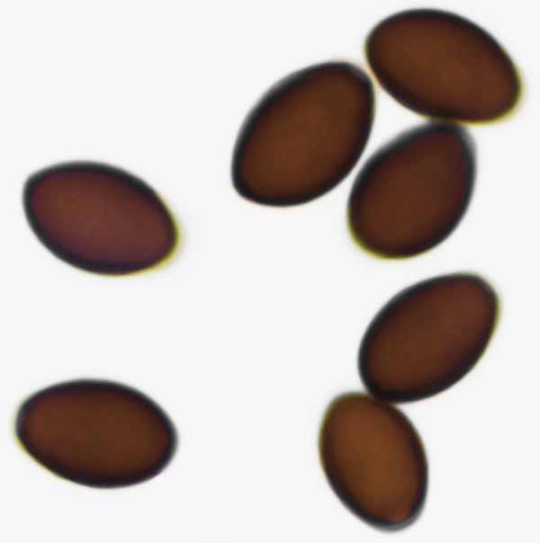 Spores of Coprinopsis martinii