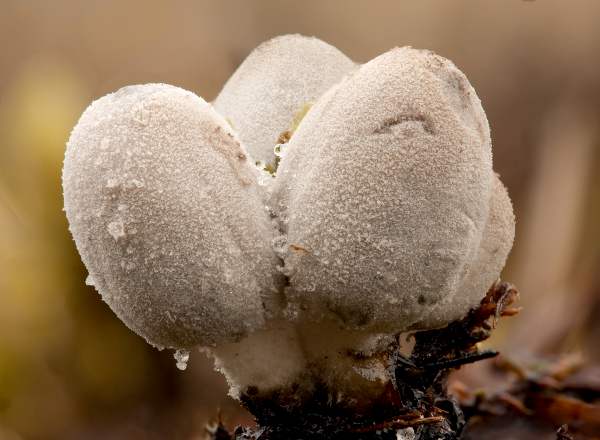 Coprinopsis martinii