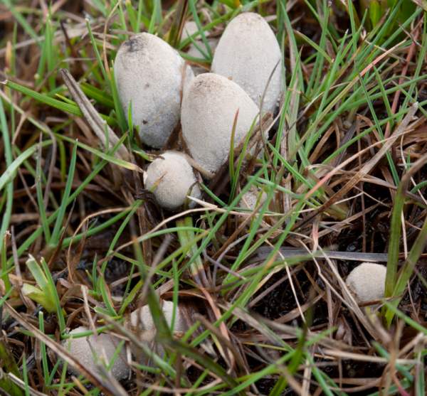 Coprinopsis martinii, young fruitbodies