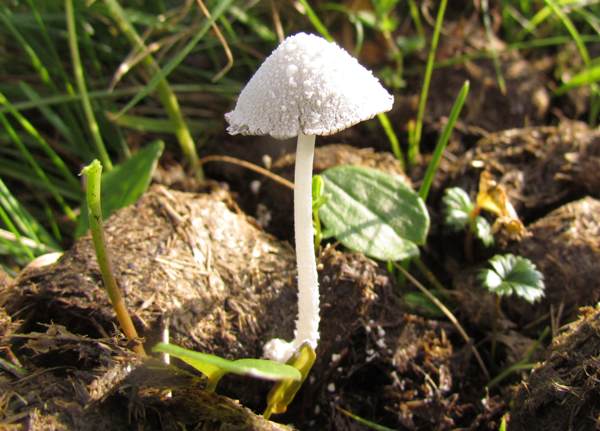 Coprinellus nivea - Snowy Inkcaps