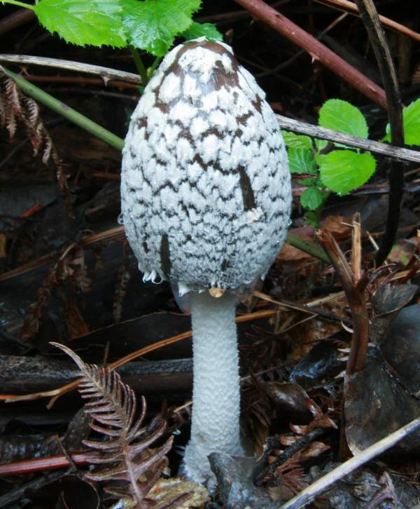 Coprinopsis picacea - Magpie Inkcap
